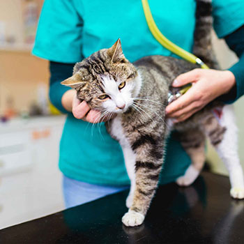 Independent VetCare: Partnering for growth and success